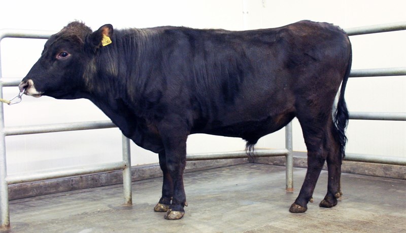 Nýtt naut í notkun