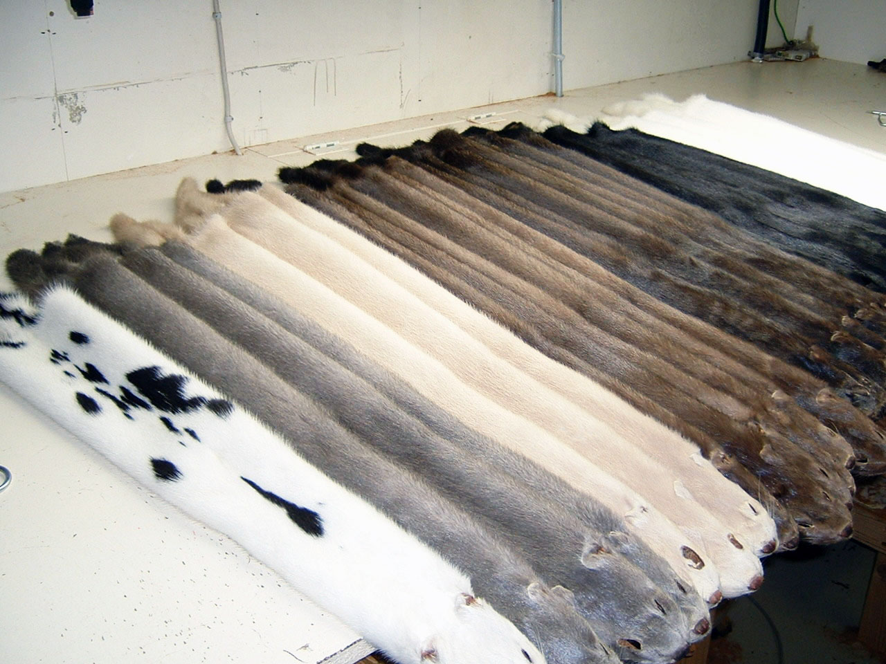 Markaðurinn botnfraus