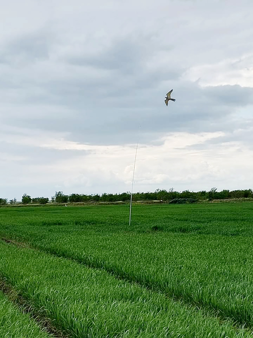 Álftirnar fóru og hafa ekki verið meira til ama