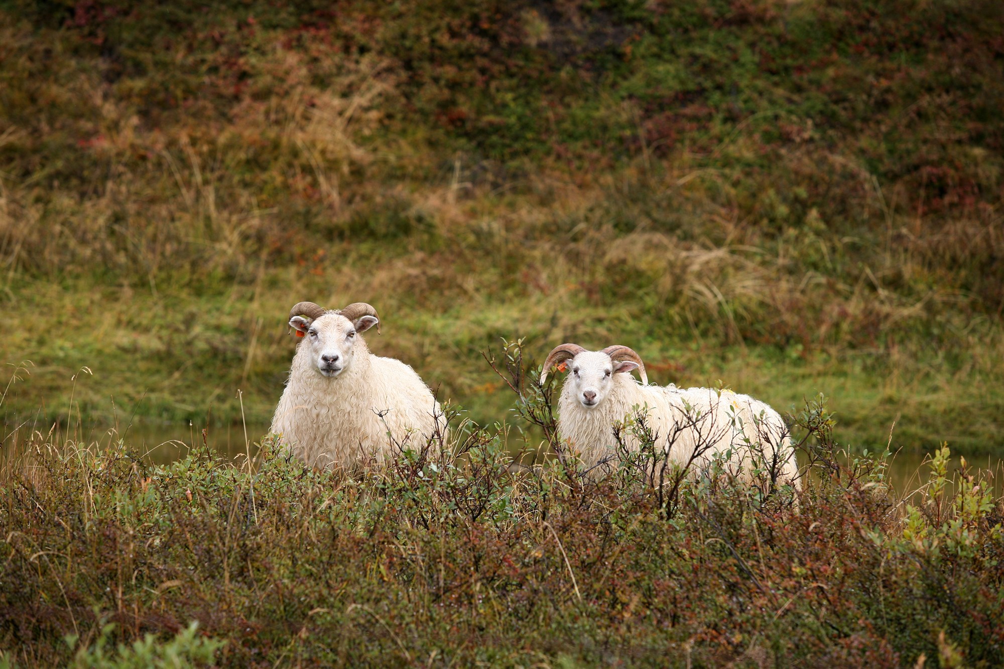 Deilt um framtíð lausagöngu