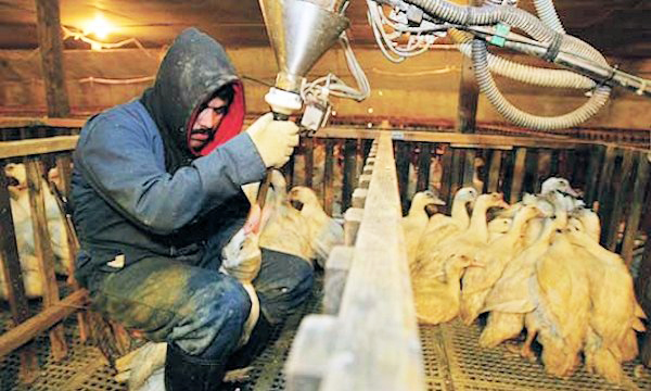 Ekki verði fluttar inn dýraafurðir sem stangast á við íslensk dýravelferðarlög