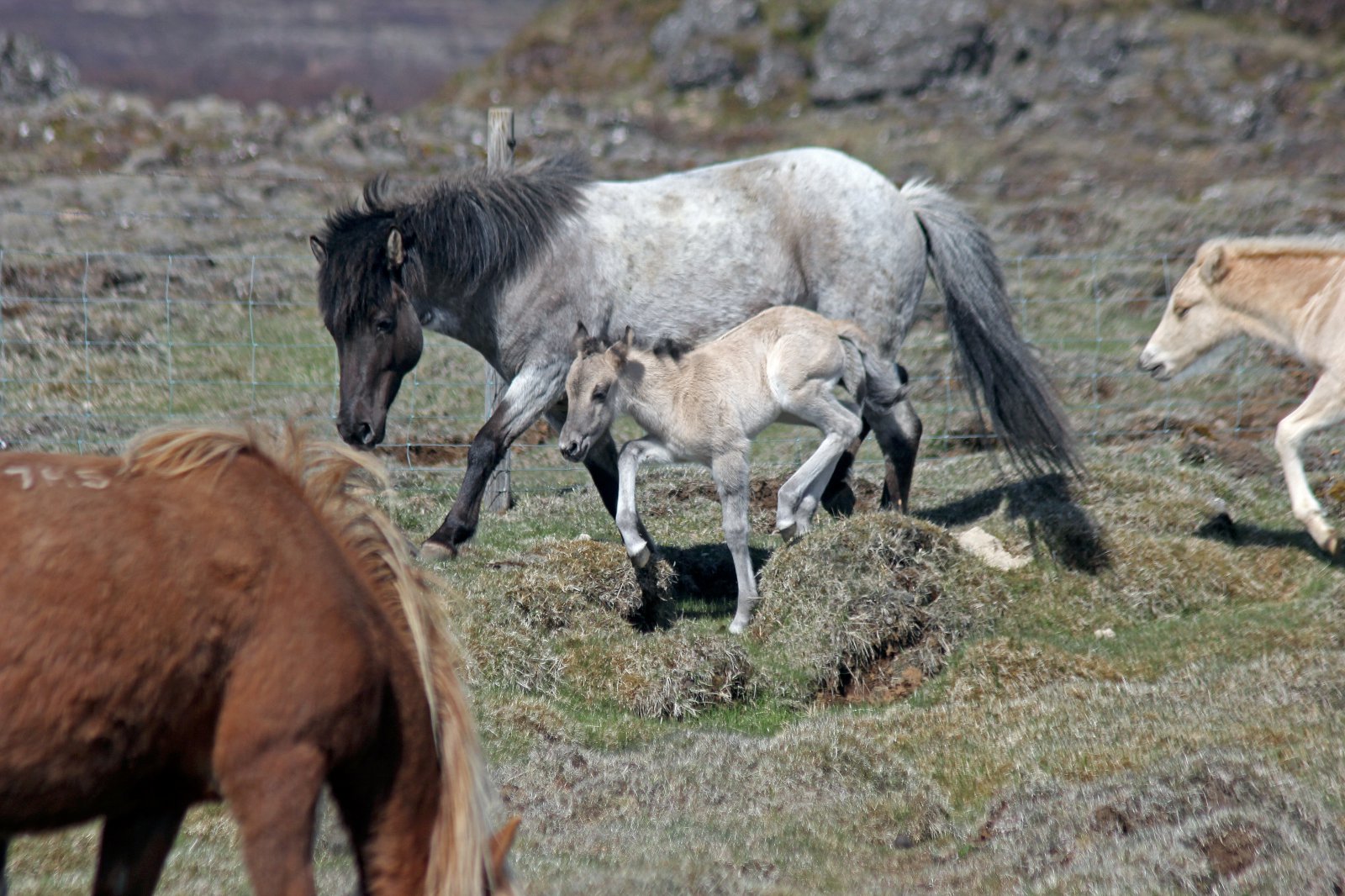 Litförótt hross á uppleið