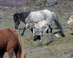 Vísnahornið