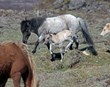 Vísnahornið