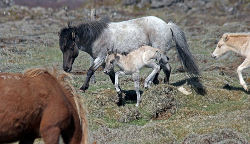 Litförótt hross á uppleið