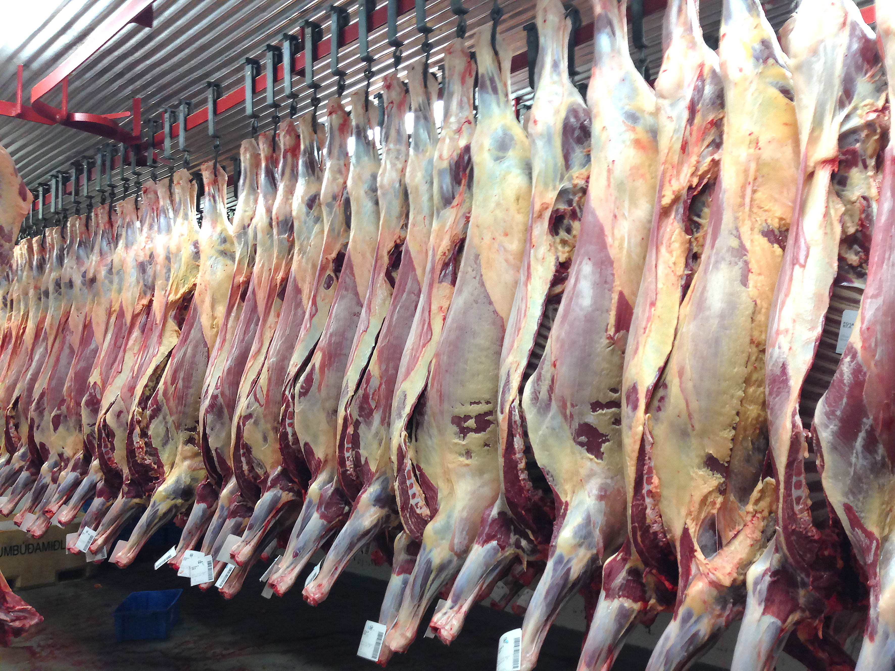 Staðfest gæði folaldakjötsins