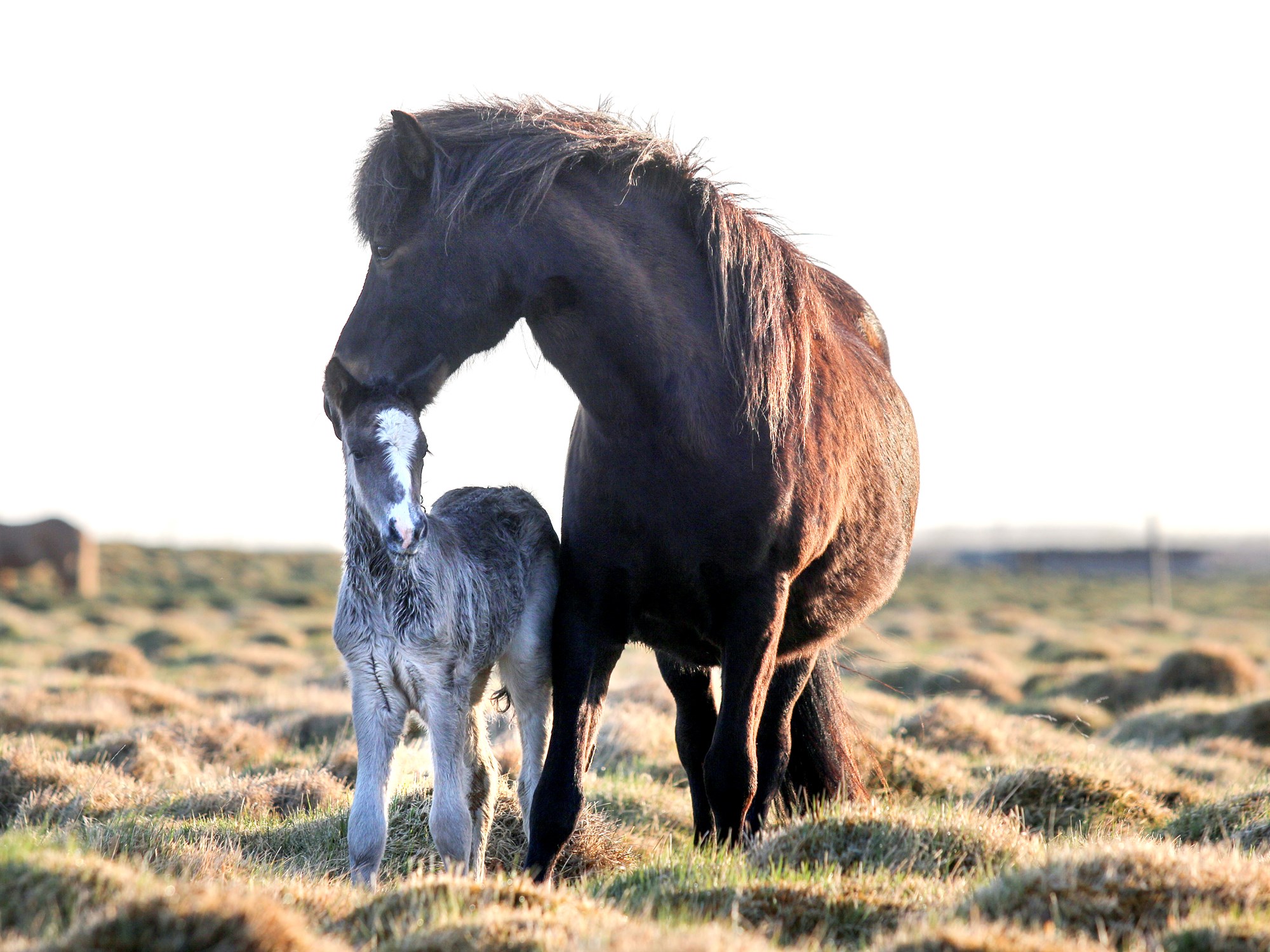 Báru sig vel þrátt fyrir hvassviðri í maílok