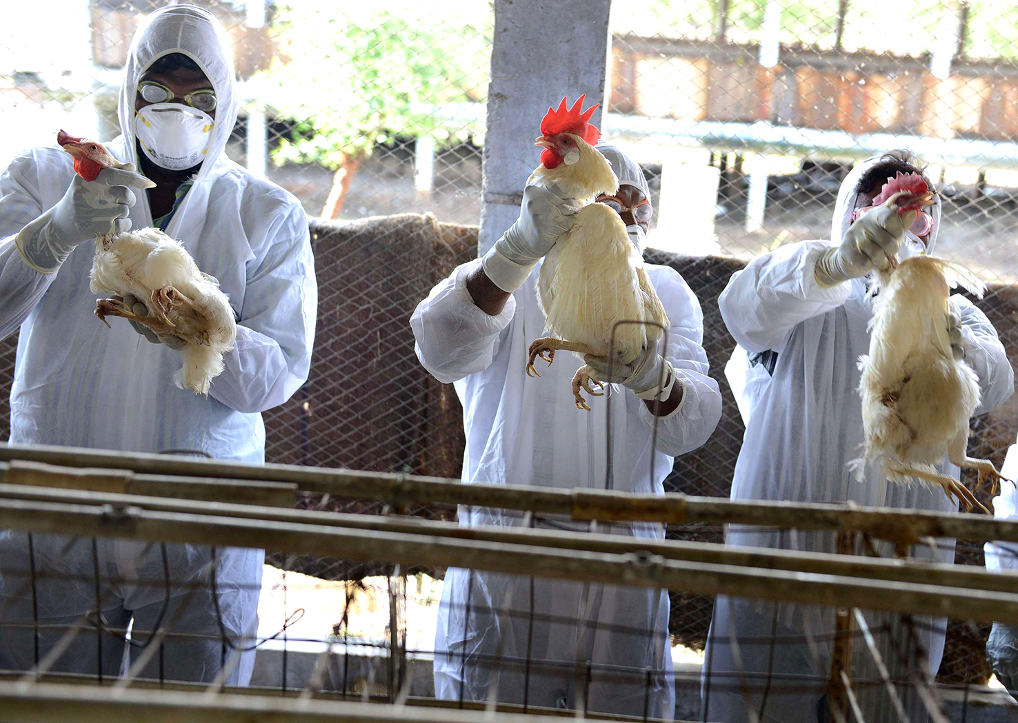 Tugmilljónum alifugla fargað