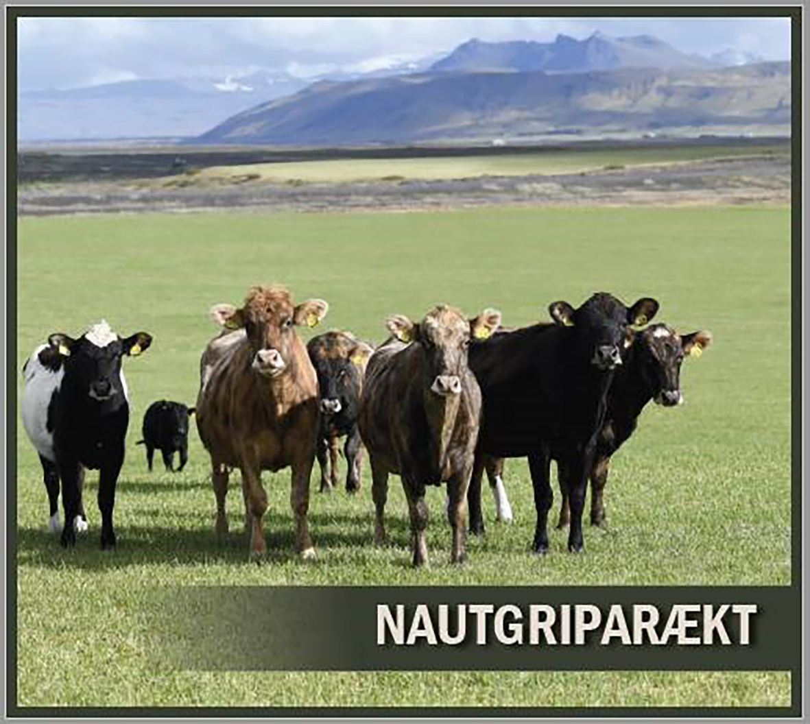 Ný bók um nautgriparækt væntanleg