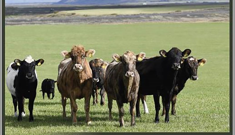 Ný bók um nautgriparækt væntanleg