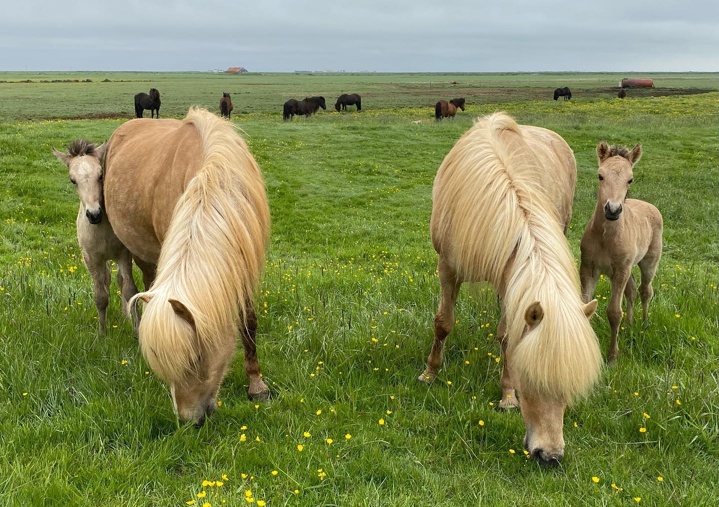 Ber út hróður landsins