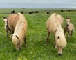 Ber út hróður landsins