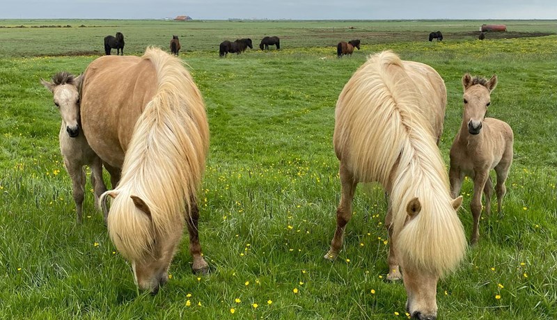 Ber út hróður landsins