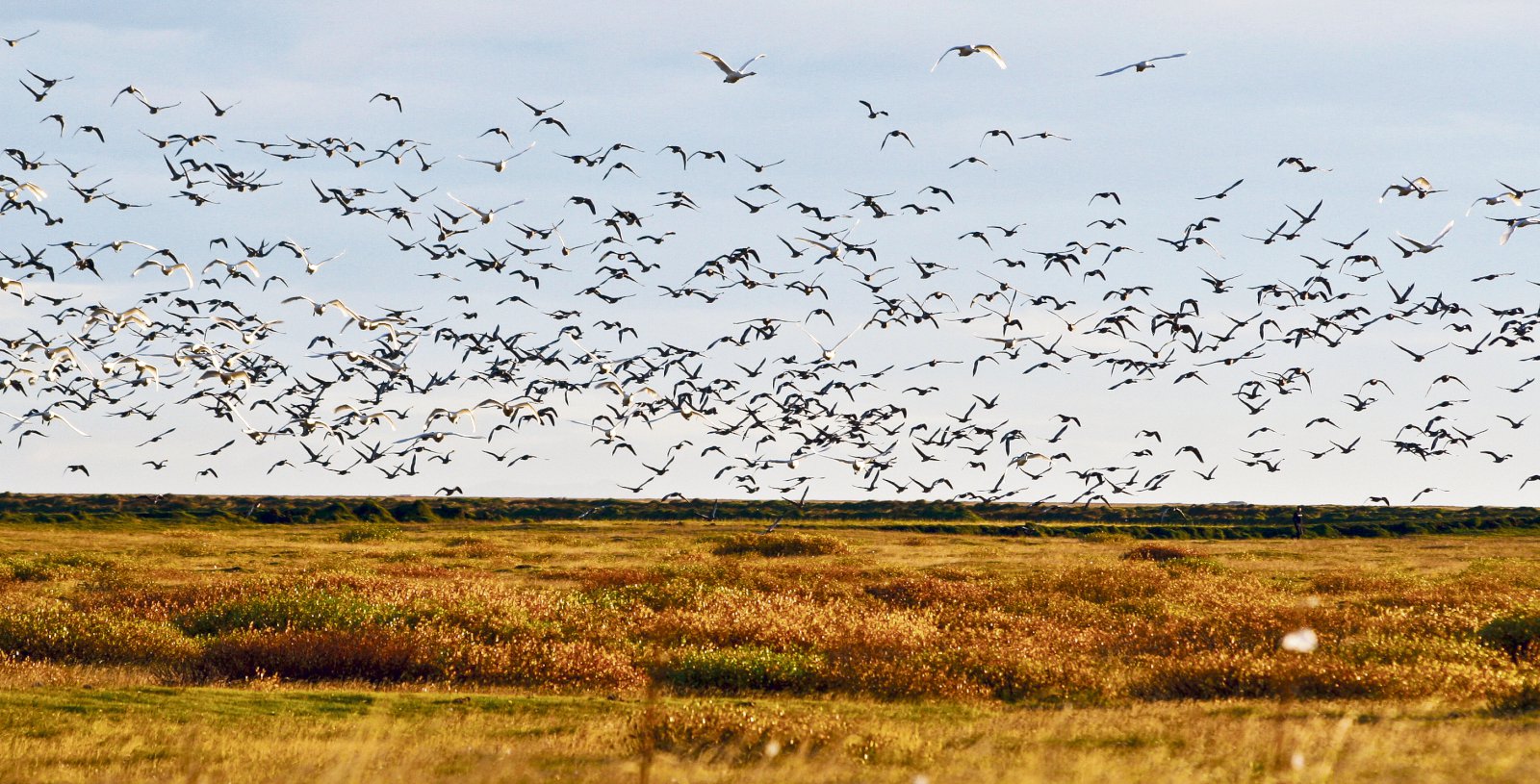 Ráðherra verði heimilt að aflétta veiðibanni á álft