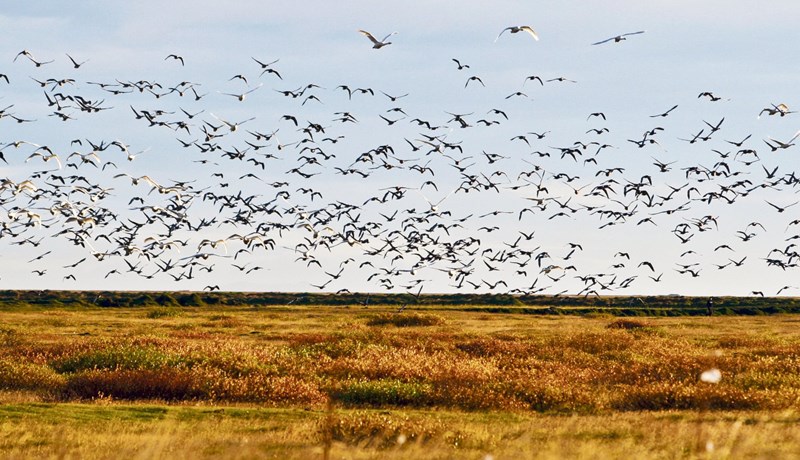 Ráðherra verði heimilt að aflétta veiðibanni á álft