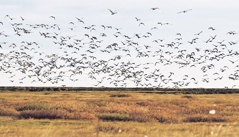 Meira tjón á síðasta ári af völdum álfta og gæsa
