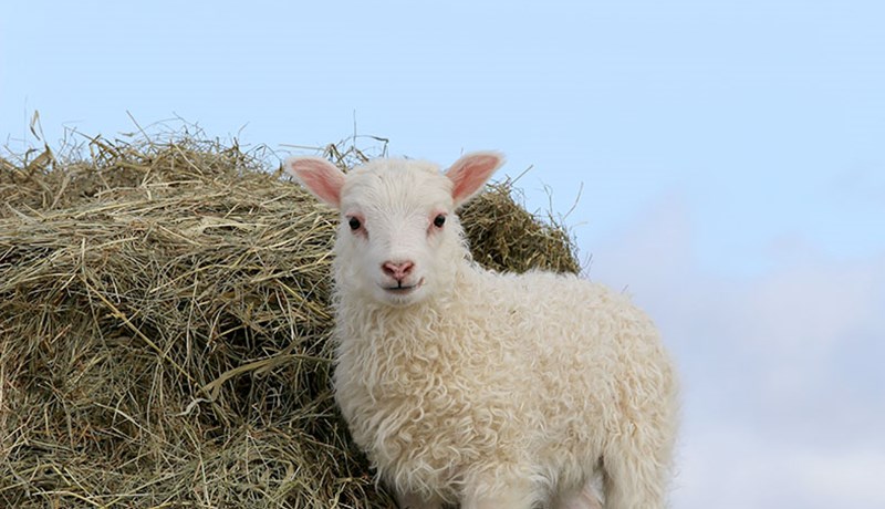 Ný Hrútaskrá og hrútafundir