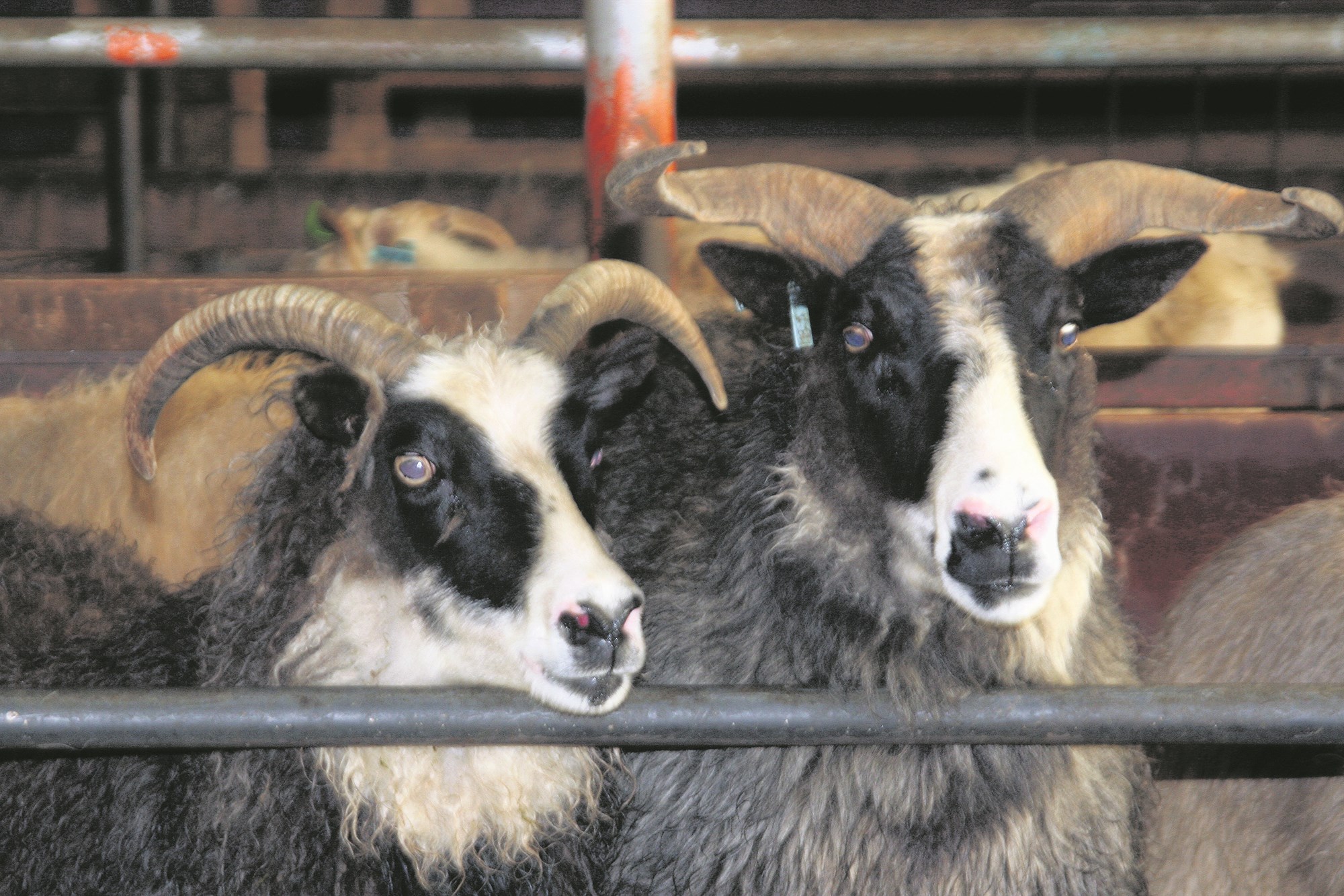 Rannsókn á forustufé og hjarðhegðun í návígi við rándýr