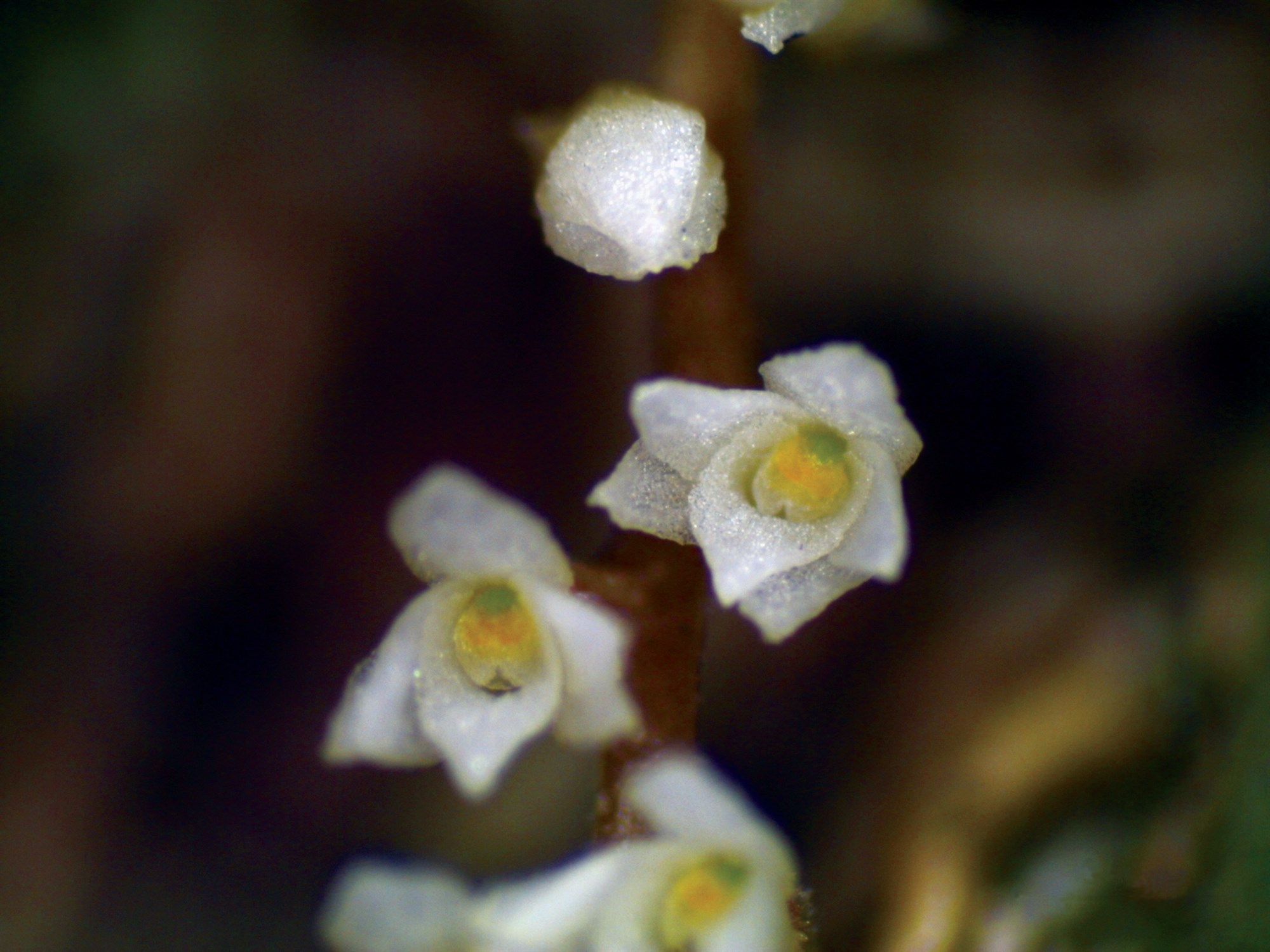 Orkideur frá Putalandi