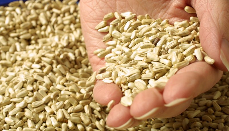 Erfðabreytt ræktun – þörf á stefnumótun