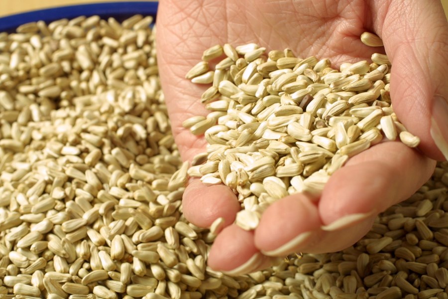 Erfðabreytt ræktun –  þörf á stefnumótun