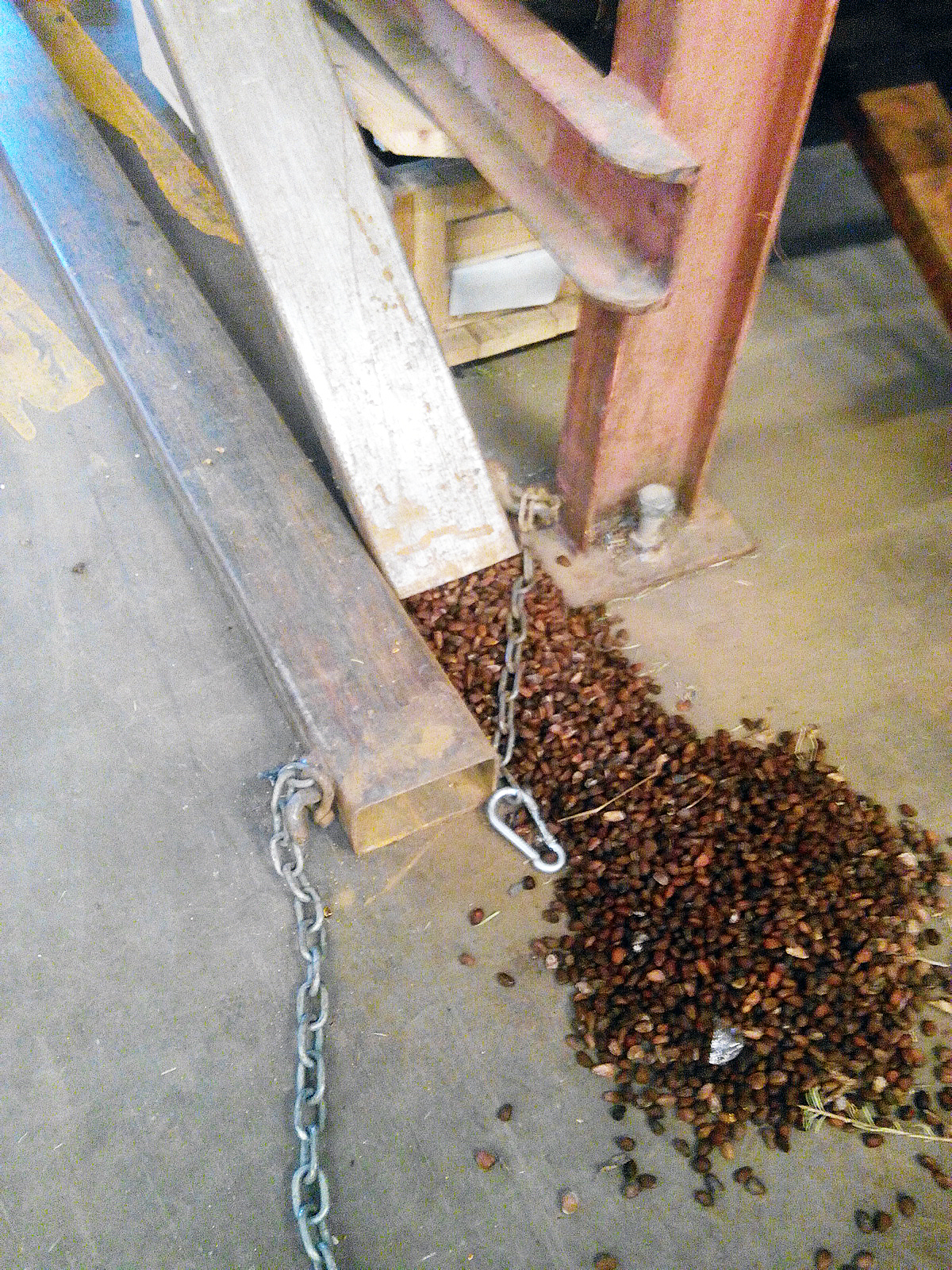 Mýs leggja sitt af mörkum við að flokka lindifurufræ