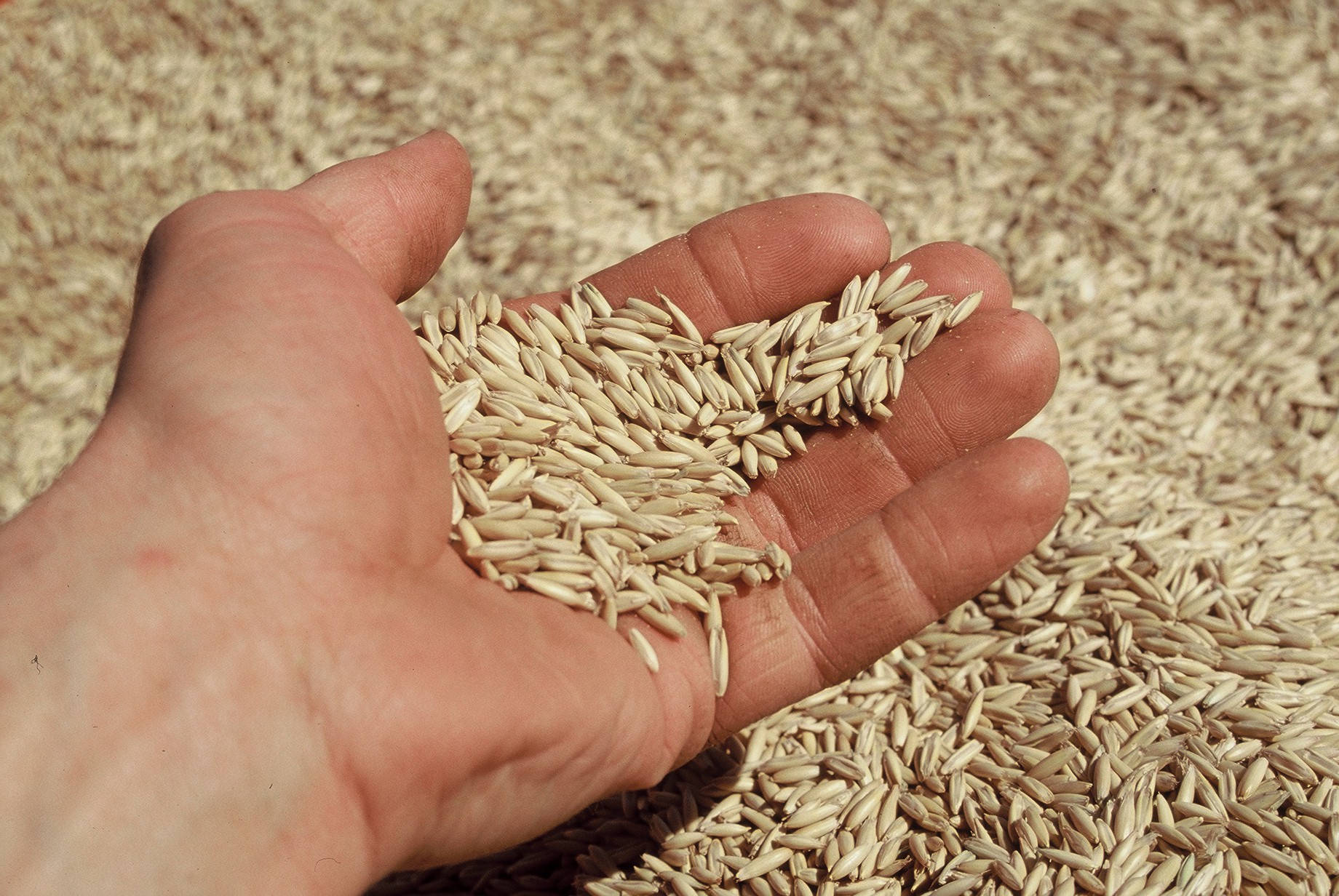 2.500 tonna kornþurrkstöð borgi sig frekar