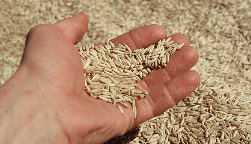 2.500 tonna kornþurrkstöð borgi sig frekar