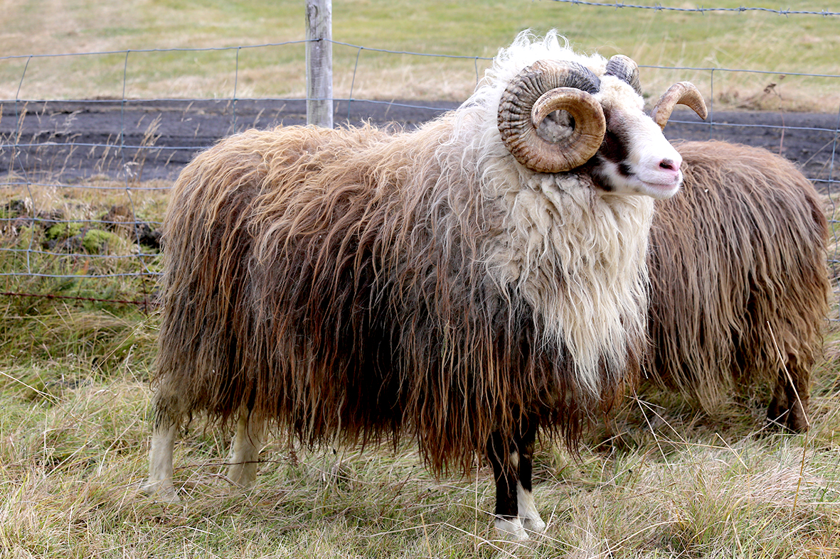 Utanumhald um forystufé í Fjárvís