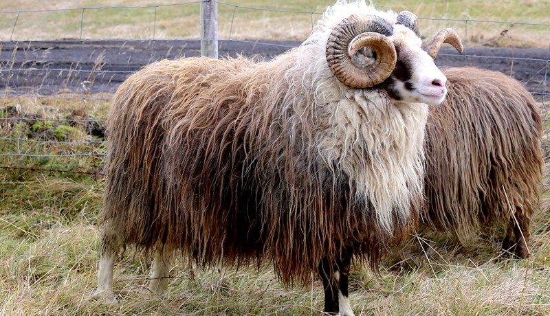 Utanumhald um forystufé í Fjárvís