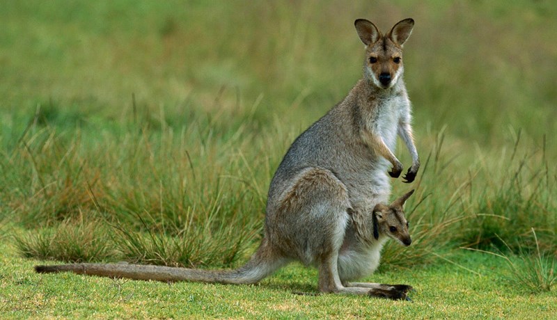 Kengúrur – Skippy á grillið