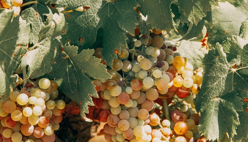 Bandarískur vínberjastofn vekur mikla ólgu yfirvalda