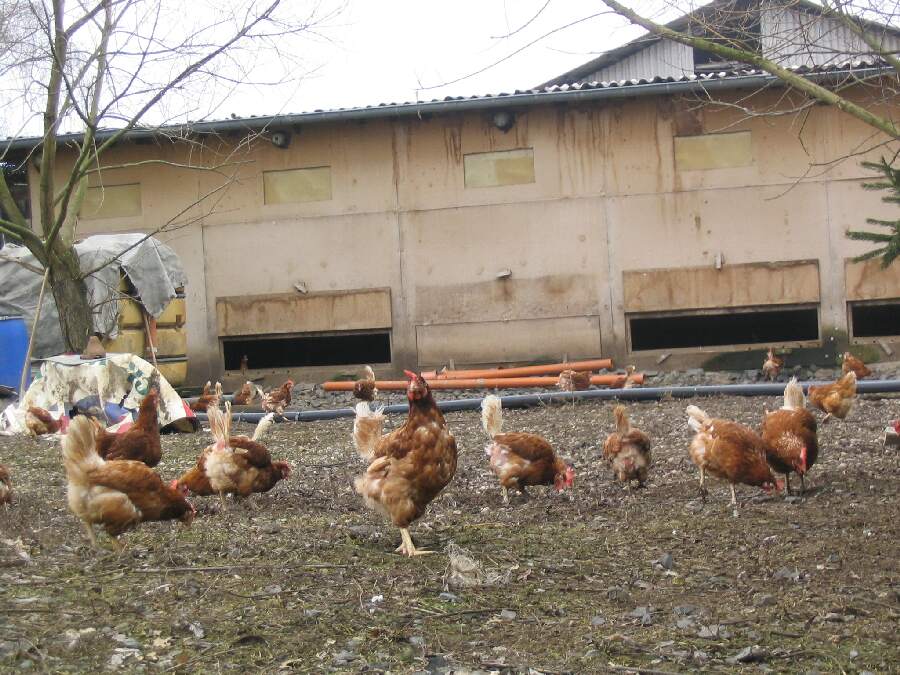 Þrjú tilfelli fuglaflensu í Evrópu