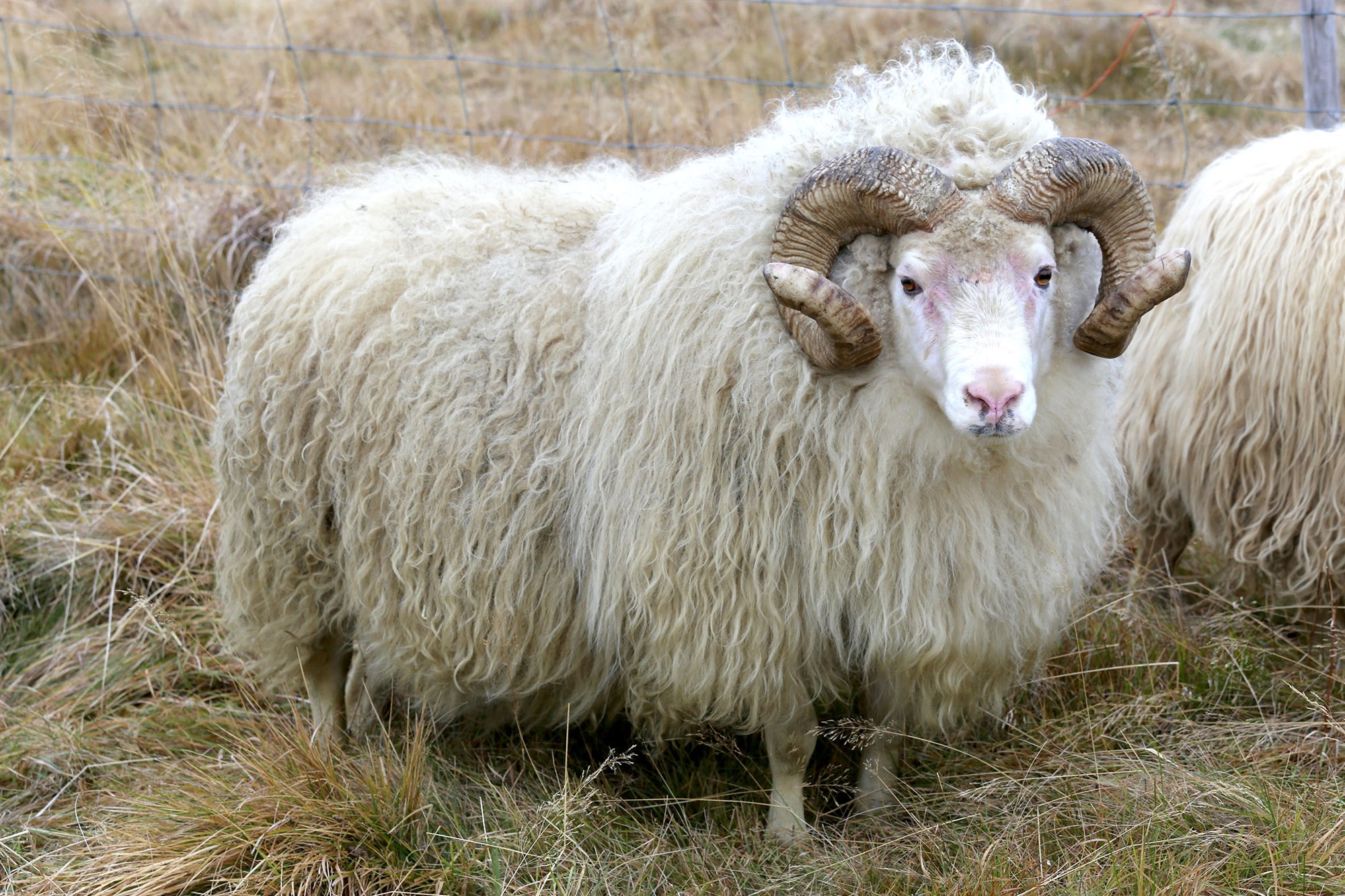 Örfá brot tengd ættfærslum hjá kindum og kúm á Íslandi