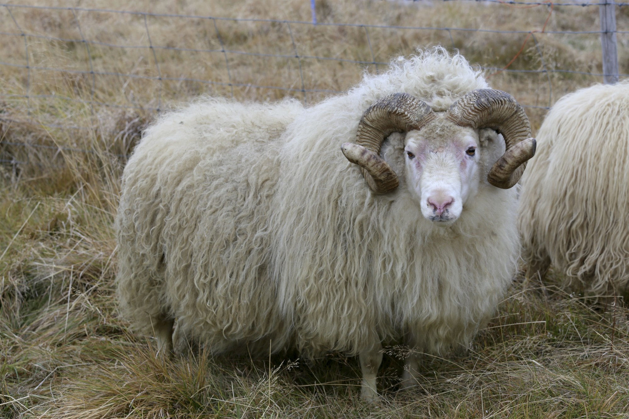 Alls verða 23 nýir hrútar kynntir inn á sæðingastöðvarnar