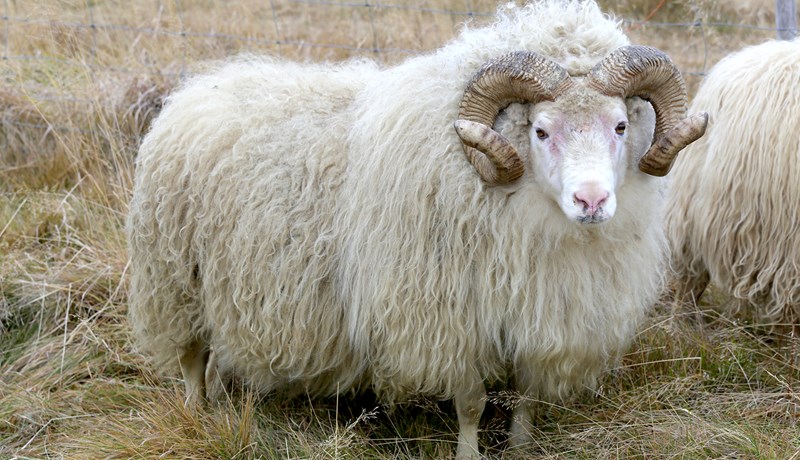 Fróði og Gimsteinn voru vinsælastir