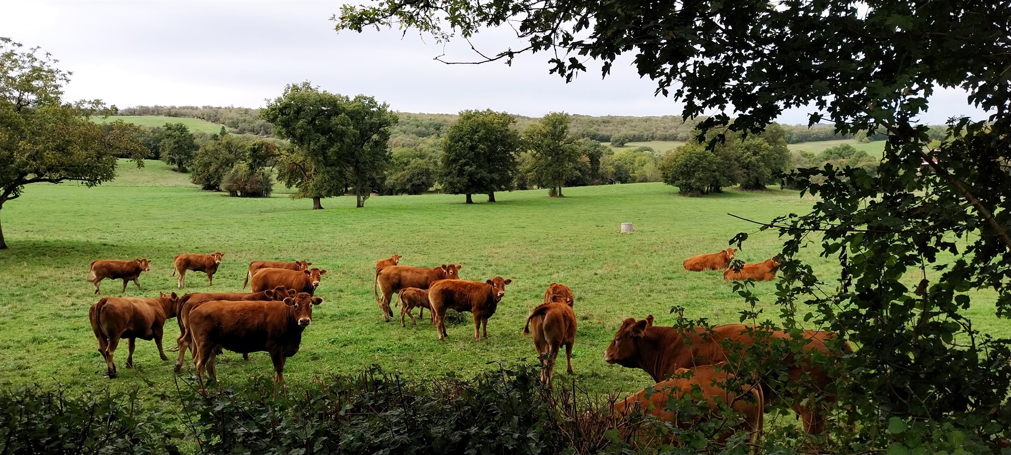 Eitrinu rignir úr skýjunum