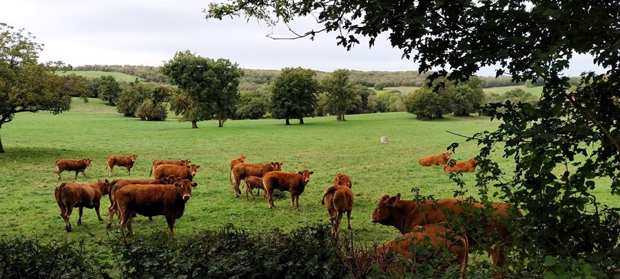 Ný frönsk-ítölsk rannsókn leiðir í ljós að ský geyma mikið magn varnarefna. Hér má sjá naut í haga undir skýjuðum himni í suðvesturhluta Frakklands, en talið er að gífurlegt magn varnarefna; illgresiseyðis, skordýraeiturs, sveppaeiturs og niðurbrotsefna þeirra, sé á sveimi yfir landinu, berist langar leiðir og falli niður með úrkomu. 