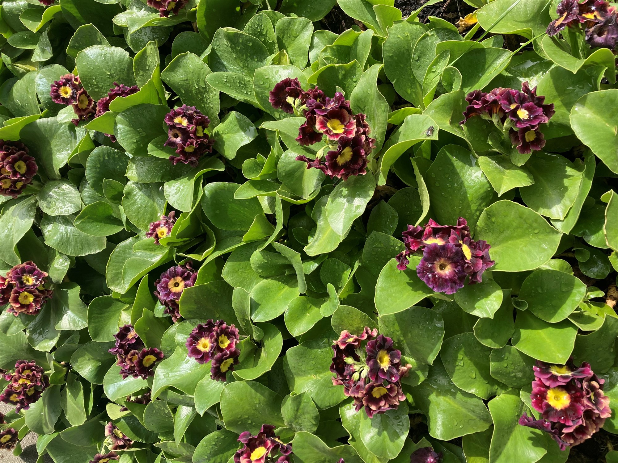 Aðeins af fjölæringum