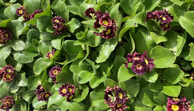 Aðeins af fjölæringum