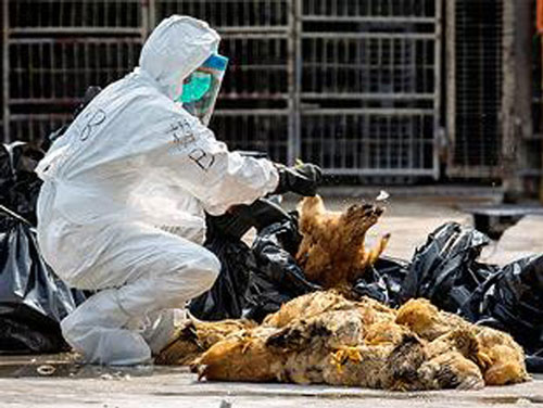 Fuglaflensutilvikum fer fækkandi í Bretlandi og Þýskalandi