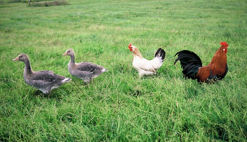 Bændur gefa fólki tækifæri til að kynnast lífi þeirra og störfum