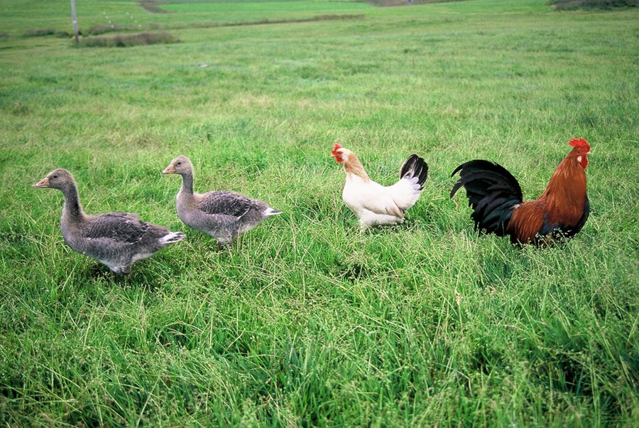 Bændur gefa fólki tækifæri til að kynnast lífi þeirra og störfum