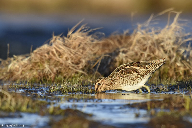 Votlendissjóður í alþjóðlegu samhengi