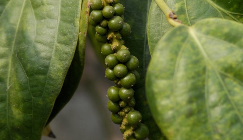 Beiskur ertu, Pipar minn – en löng er þín saga!