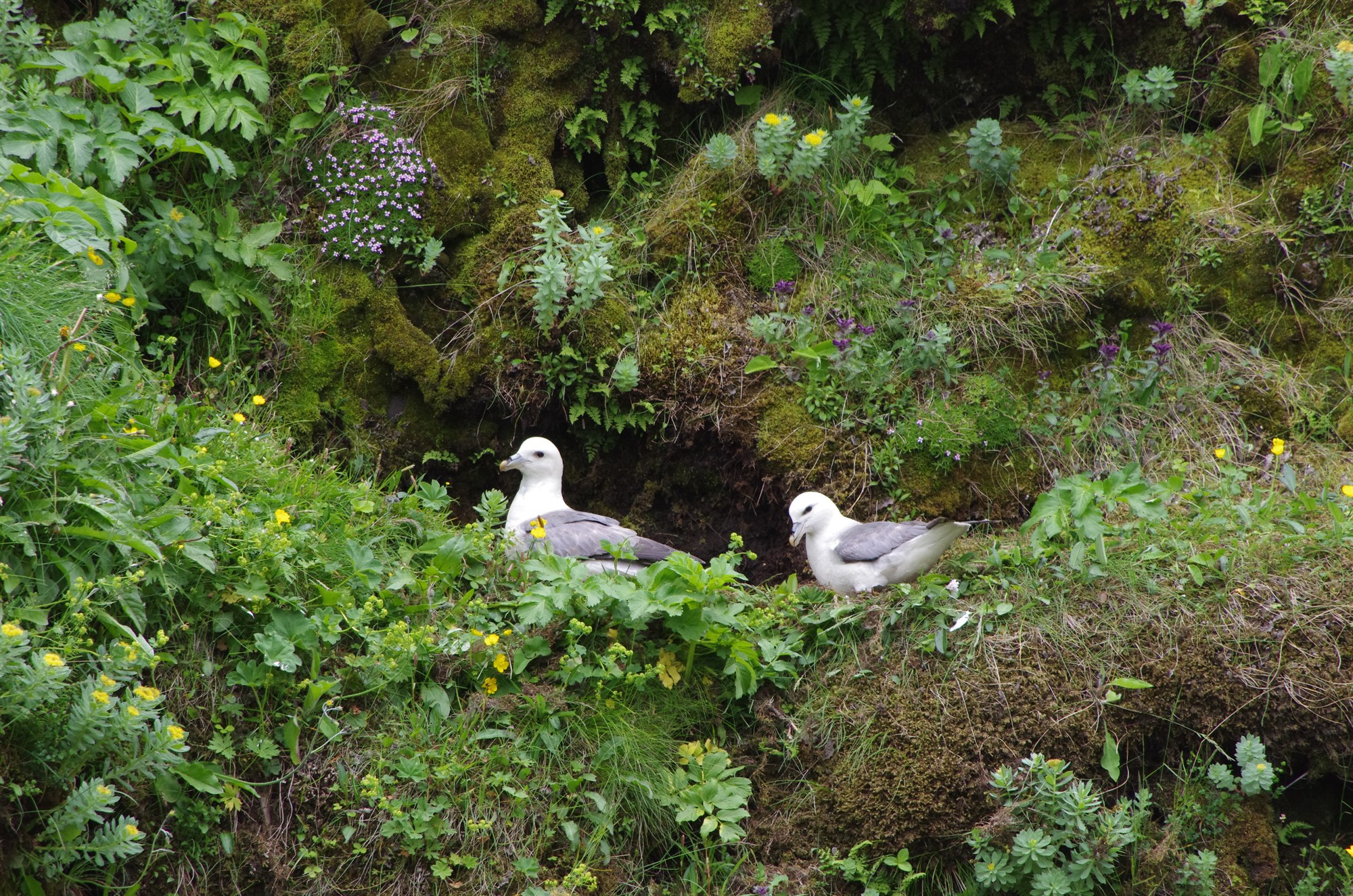 Mýrdælingar mótmæla harðlega hugmyndum um bann við fýladrápi