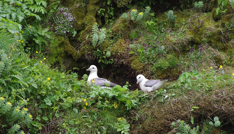 Mýrdælingar mótmæla harðlega hugmyndum um bann við fýladrápi