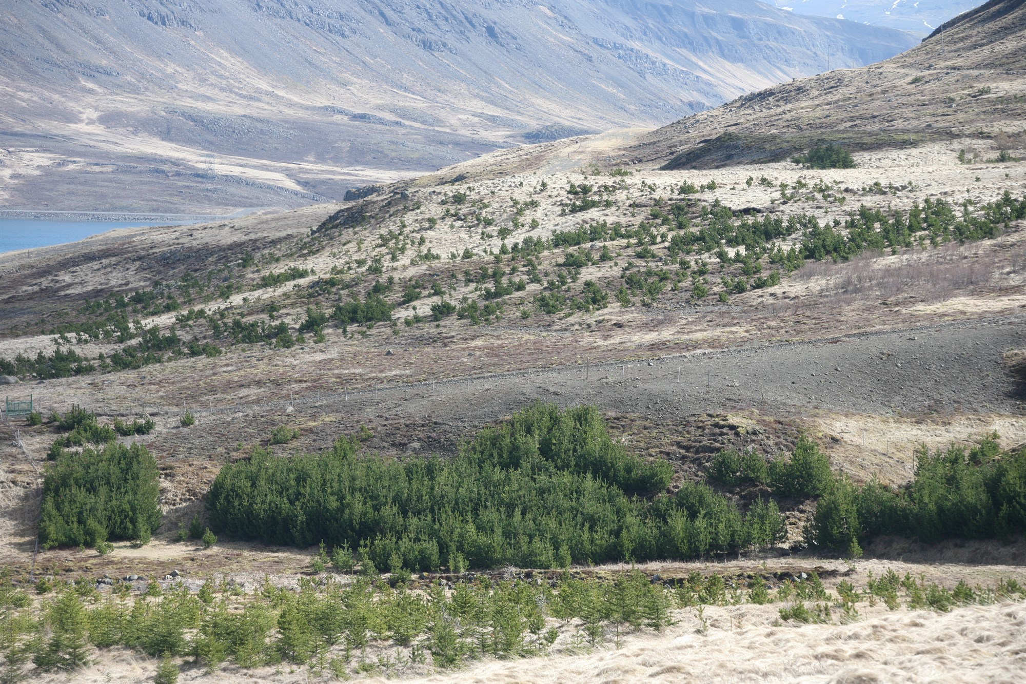 Aukin ásælni fyrirtækja í jarðir til skógræktar og kolefnisjöfnunar