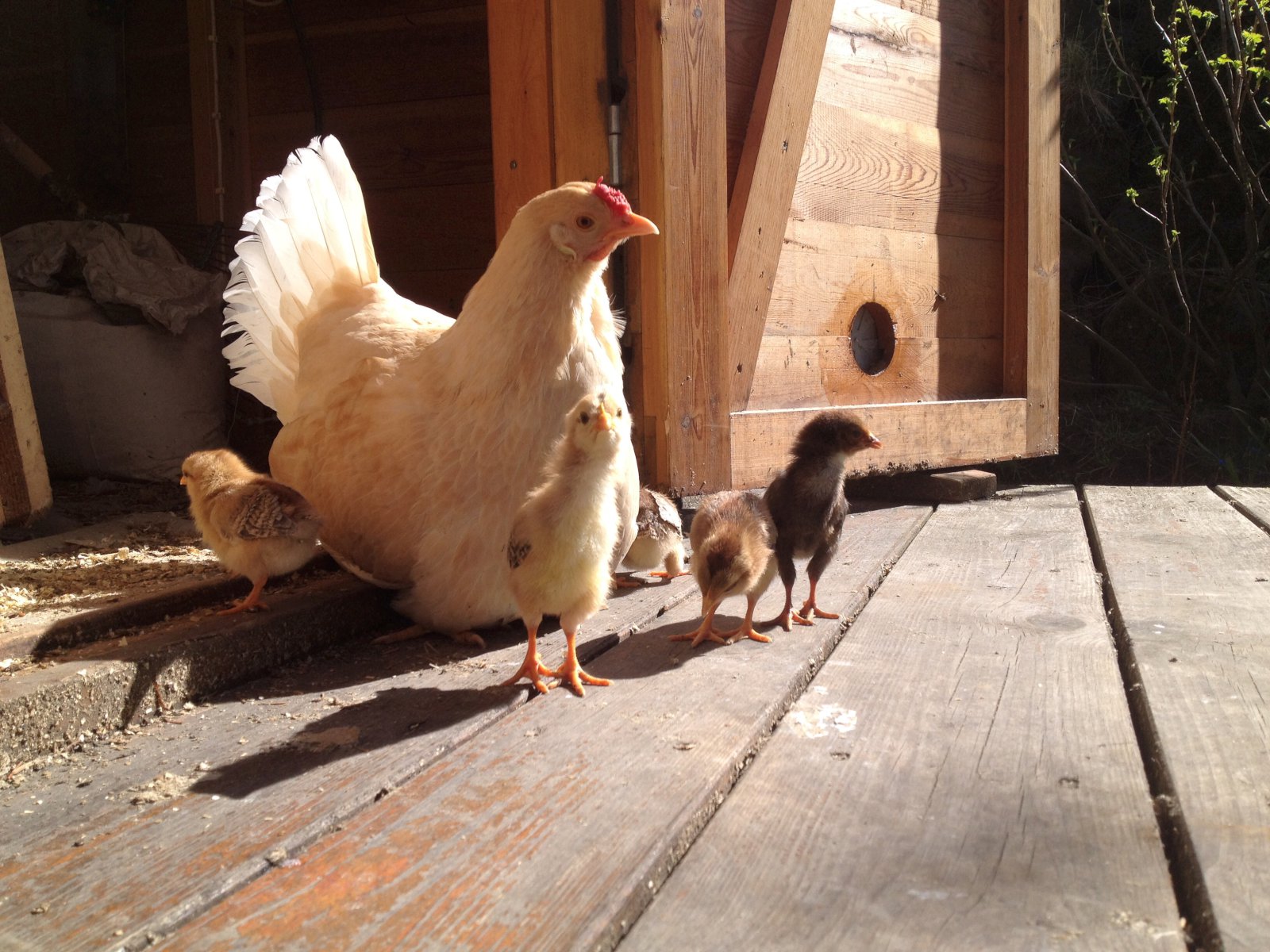 Drífa og Doppa elska fíflablöð