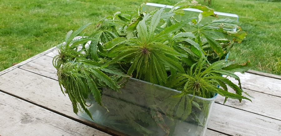 Bændasamtök Íslands styðja hamprækt